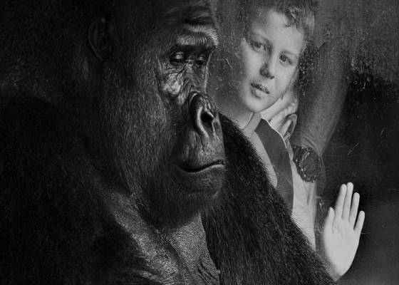 Reflective_silverback