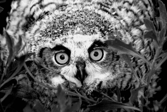 Great_horned_baby