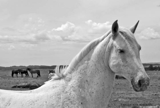 White_horse