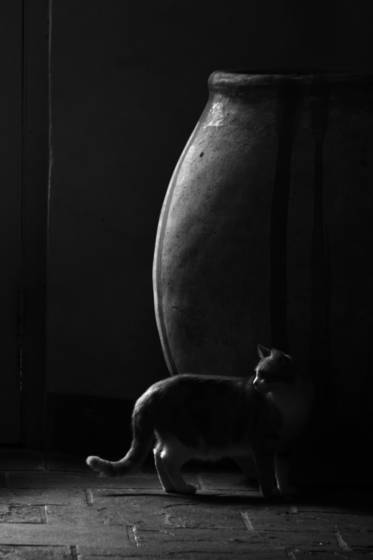 Cat_and_urn