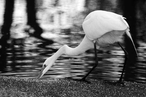 Egret