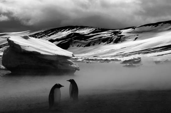 Gentoo_penguins_deception