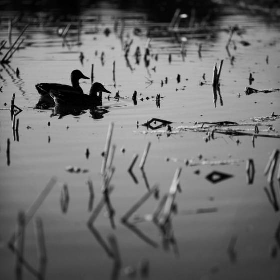Ducks