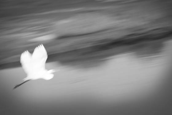 Egret