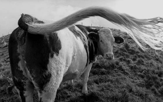 Cow_2