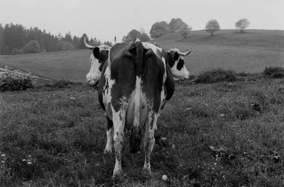 Cow_3