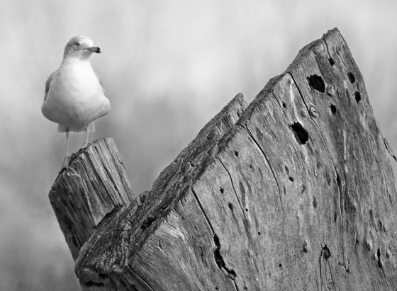 Lookout