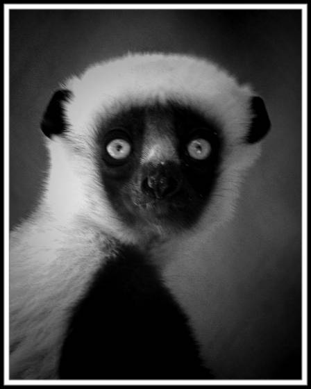 Lemur