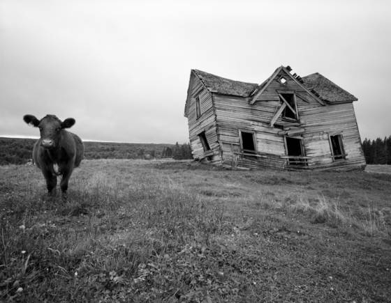 Bovine_bungalow
