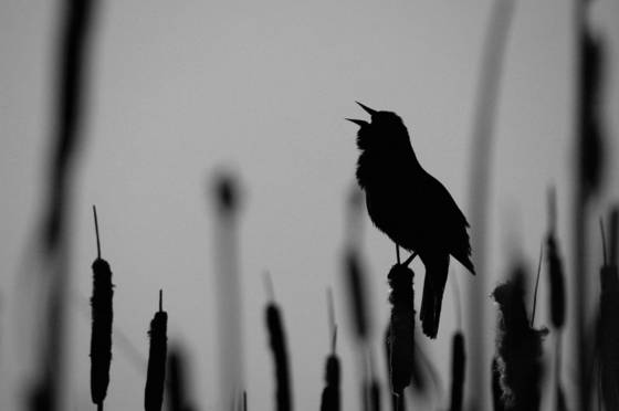 Call_from_the_south_slough