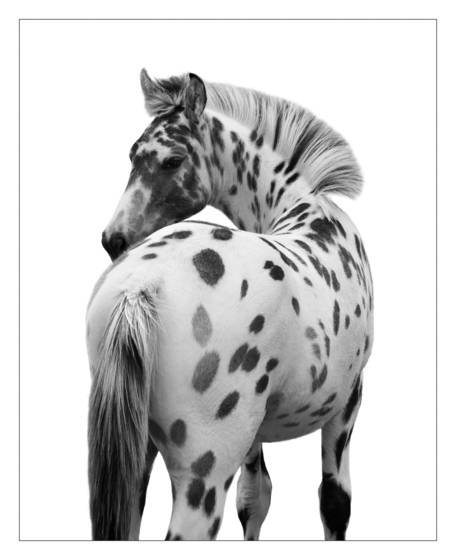 Leopard_appaloosa