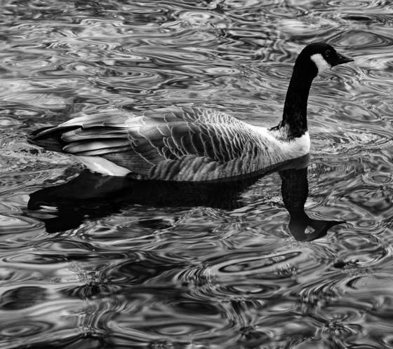 Reflective_goose