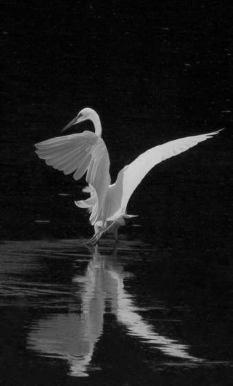 Spirit_rising_charleston