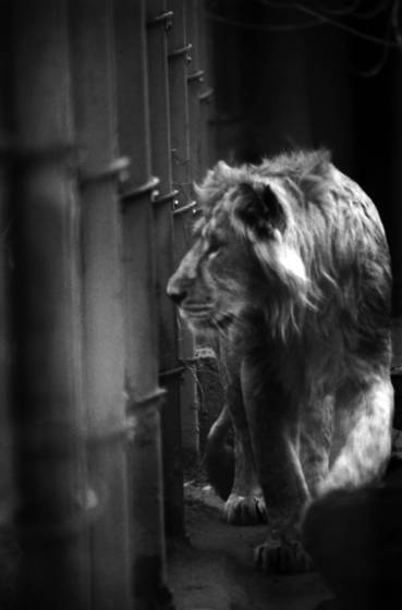 Lion_jr