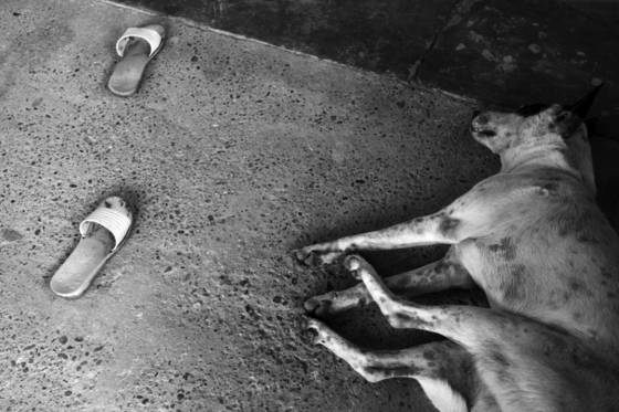 No_shoes_or_dogs_allowed