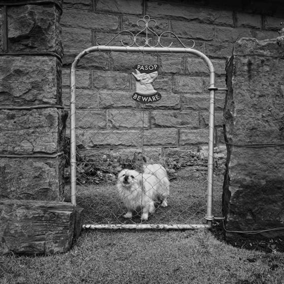 Beware_of_small_dog