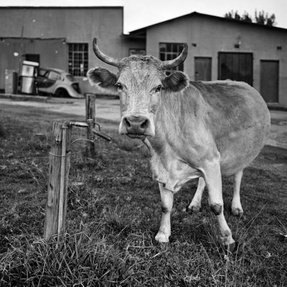 Cow_and_beetle