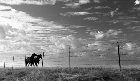 Horse_s_whisper