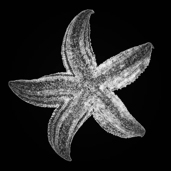 Starfish