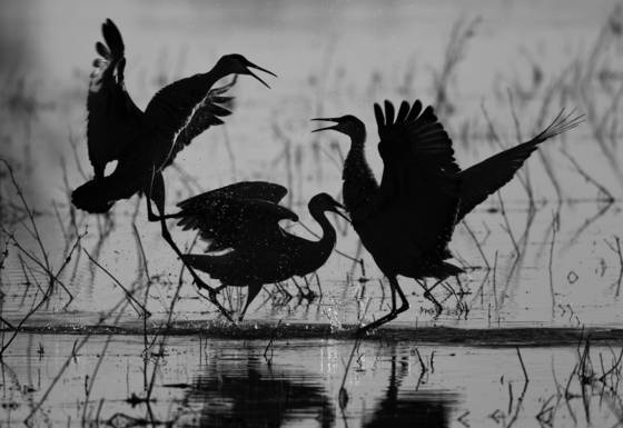 Dancing_cranes
