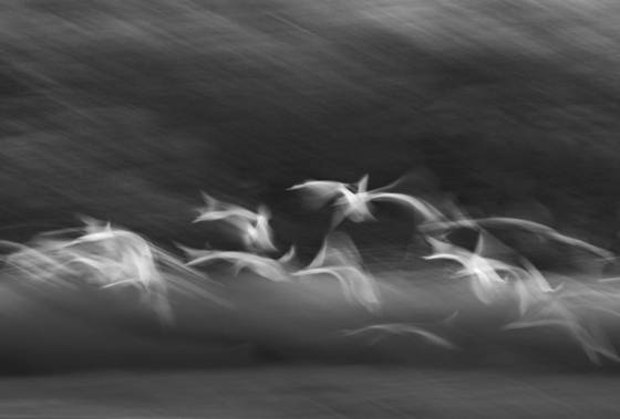 Birds_of_a_feather