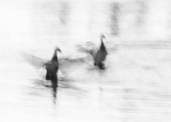 Swans