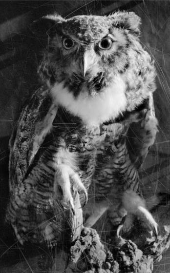 Owl