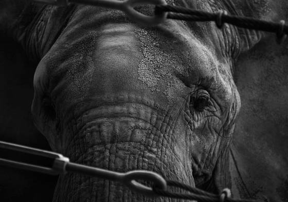 Captive