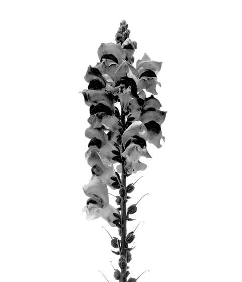 Flor_para_mi