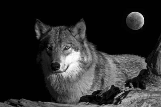 Midnight_wolf