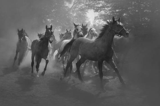Herd_vii