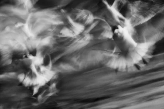 Dancing_angels