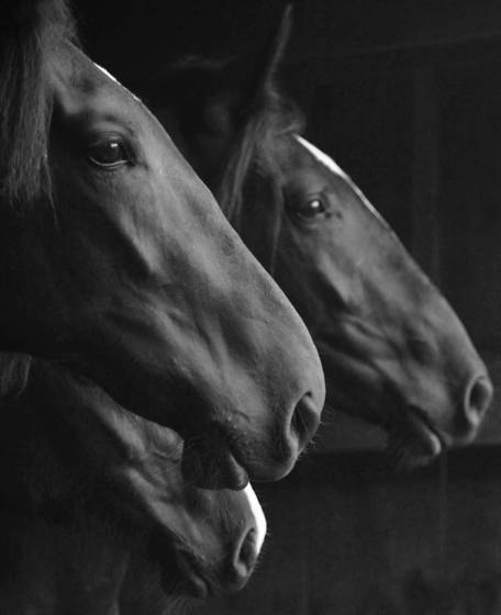 Butterfield_beauties