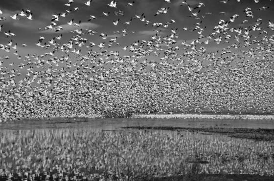 A_flock_of_ross_geese