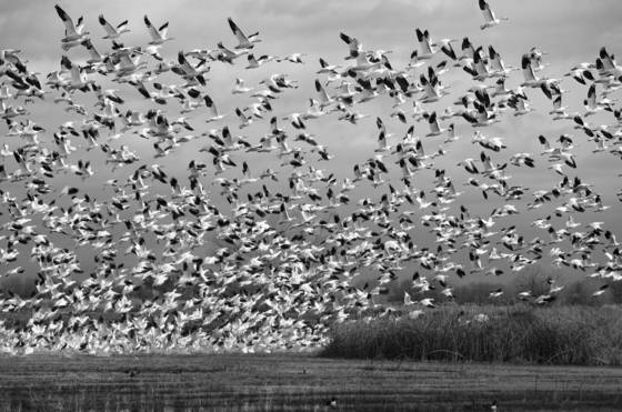 The_flight