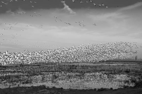 The_soaring_of_ross_geese