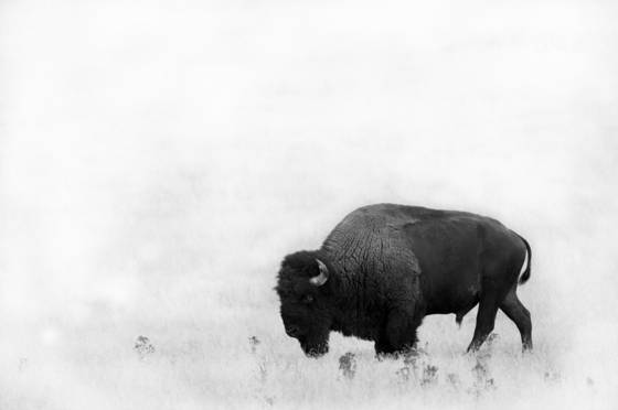 Bison