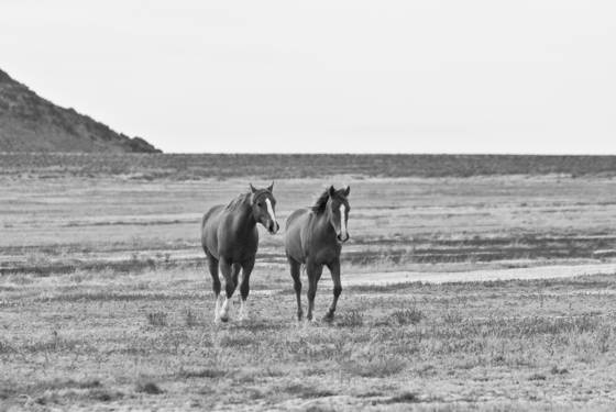 Open_range
