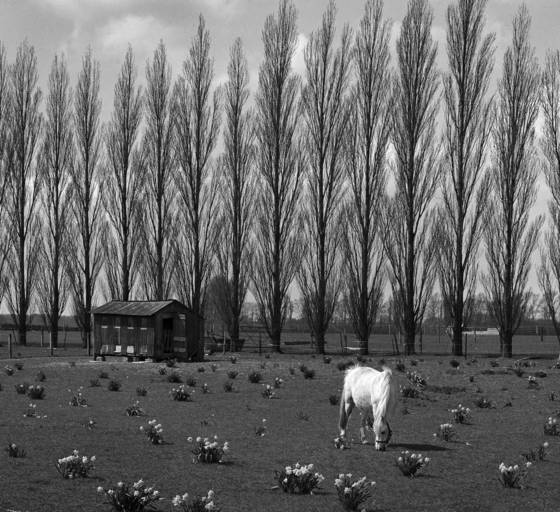 White_horse