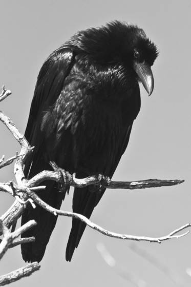 Black_cloak