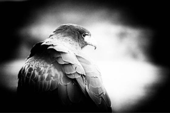 Alpha_falcon
