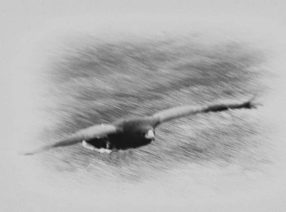 Fly
