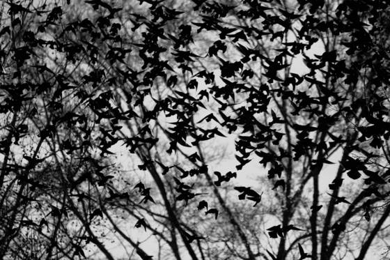 Blackbirds