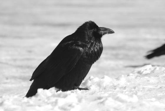 A_raven_s_plumage