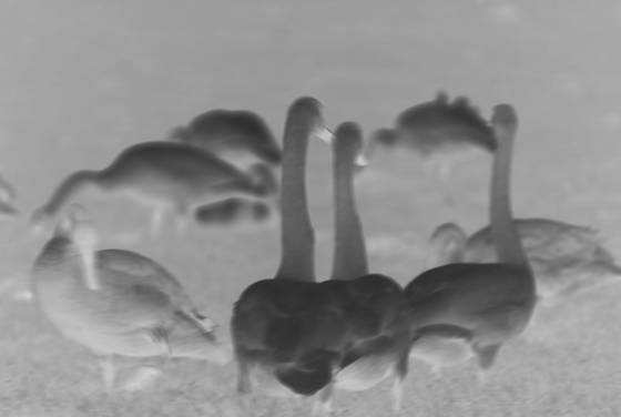 Geese_at_dawn