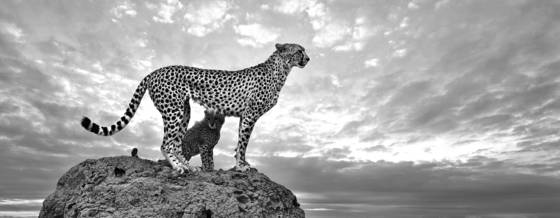 Mother_and_baby_cheetah