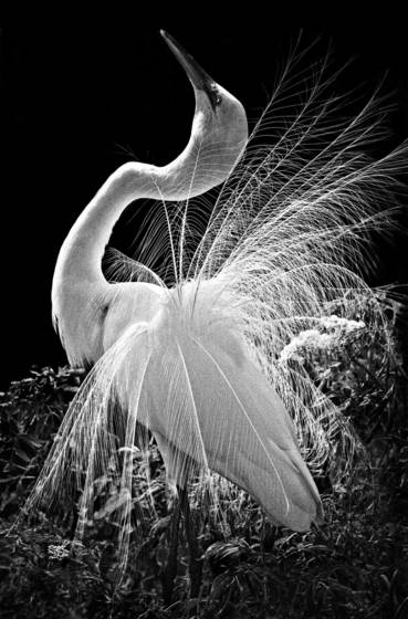 An_egret_breeding_display