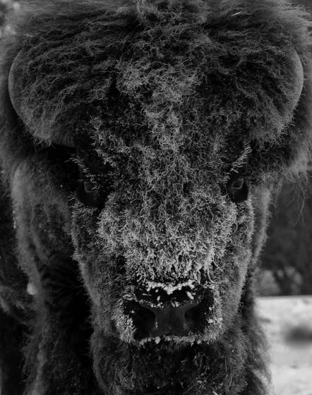 Bull_bison