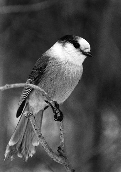 Gray_jay