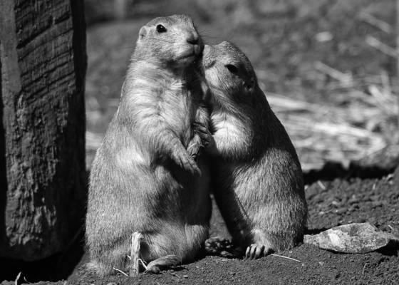 Morning_kiss
